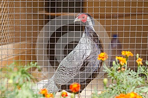 Pheasant in a cage at the zoo