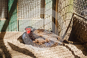 Pheasant in a cage at the zoo