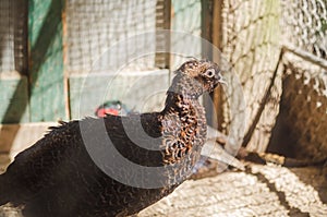 Pheasant in a cage at the zoo