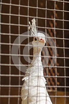 Pheasant in a cage at the zoo