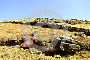 Pheasant  on Chew valley summit