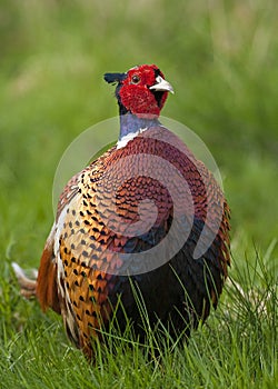 Pheasant (Cock) photo