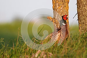 Pheasant cock stands in tall grass in a meadow. Spring, phasianus colchicus