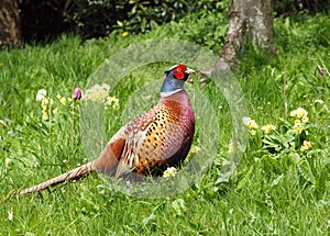 Pheasant photo