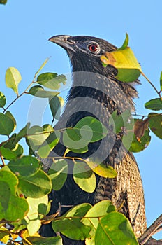Pheasant coucal