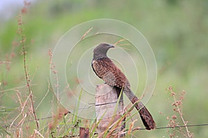 Pheasant Coucal