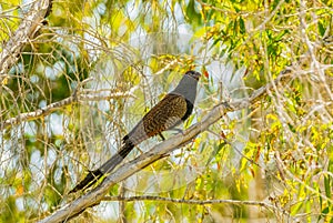 Pheasant Coucal ( Centropus phasianinus)