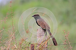 Pheasant Coucal