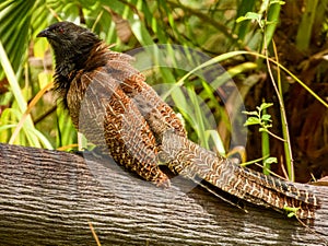 Pheasant Coucal (Centropus phasianinus) in Australia