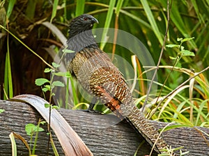 Pheasant Coucal (Centropus phasianinus) in Australia