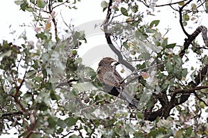 pheasant coucal (Centropus phasianinus)  Queensland, Australia