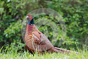 Pheasant in countryside