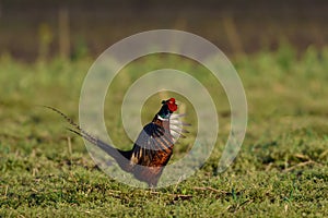 Pheasant