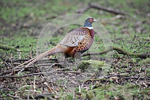 Pheasant, Family: Phasianidae