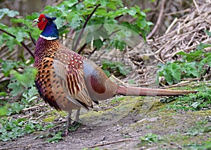 Pheasant, Family: Phasianidae