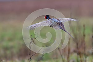 Pheasant, Family: Phasianidae