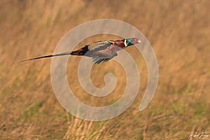 Pheasant, Family: Phasianidae