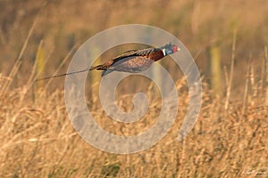 Pheasant, Family: Phasianidae