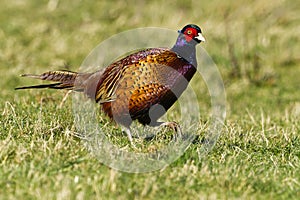 Pheasant, Family: Phasianidae