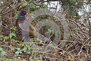 Pheasant, Family: Phasianidae