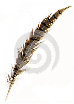 Pheasant feather