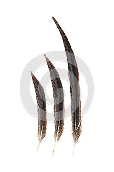 Pheasant feather