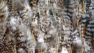 Pheasant feather background