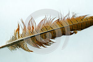 Pheasant feather