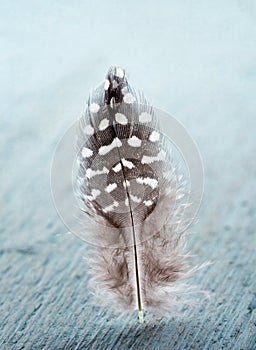 Pheasant feather on light blue wooden background