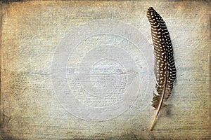 Pheasant feather with texture