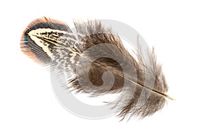 Pheasant feather on a white isolated background