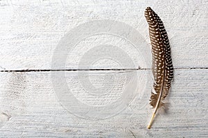 Pheasant feather on wood