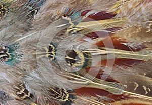 Pheasant feathers