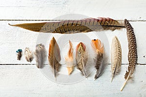 Pheasant feathers