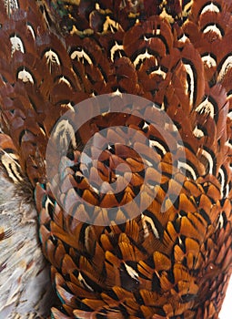 Pheasant feathers