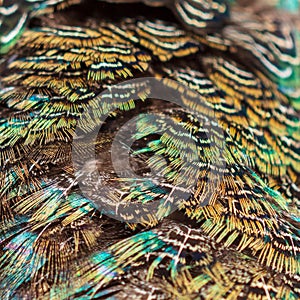 Pheasant feathers abstract as a background