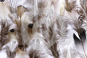 Pheasant feathers background texture. Filled surface. Macro close-up