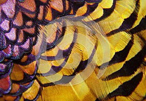 Pheasant feathers - colourful macro