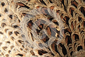 Pheasant feathers pattern.