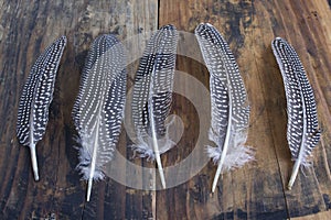 Pheasant feathers on a Rustic Wooden Background