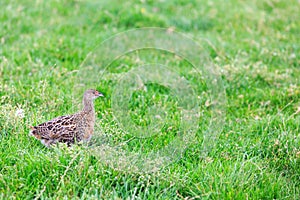 Pheasant female bird standing in grassland