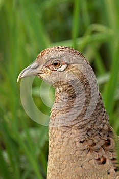 Pheasant female perched on top of a blade of grass, its head turned and beak open in a vigil pose