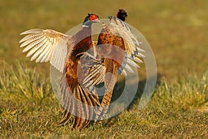 Pheasant fighting