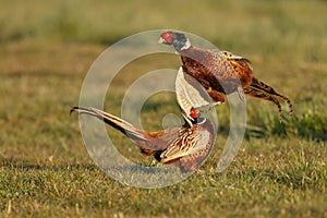 Pheasant fighting
