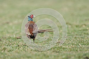 Pheasant fighting