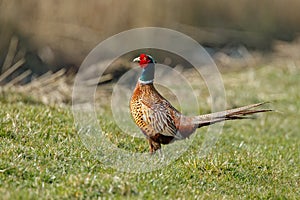 Pheasant fighting