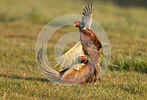 Pheasant fighting