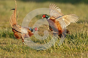 Pheasant fighting