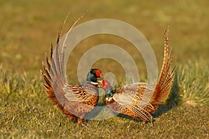 Pheasant fighting