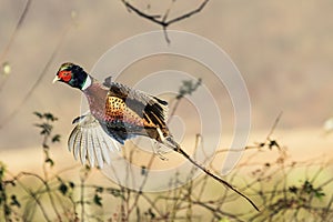 Pheasant in flight photo